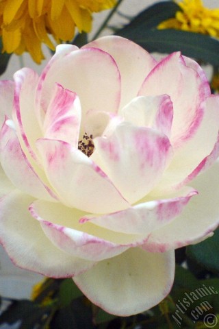 A mobile wallpaper and MMS picture for Apple iPhone 7s, 6s, 5s, 4s, Plus, iPods, iPads, New iPads, Samsung Galaxy S Series and Notes, Sony Ericsson Xperia, LG Mobile Phones, Tablets and Devices: Variegated (mottled) rose photo.
