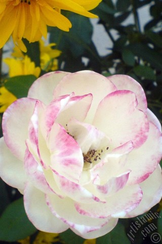 A mobile wallpaper and MMS picture for Apple iPhone 7s, 6s, 5s, 4s, Plus, iPods, iPads, New iPads, Samsung Galaxy S Series and Notes, Sony Ericsson Xperia, LG Mobile Phones, Tablets and Devices: Variegated (mottled) rose photo.
