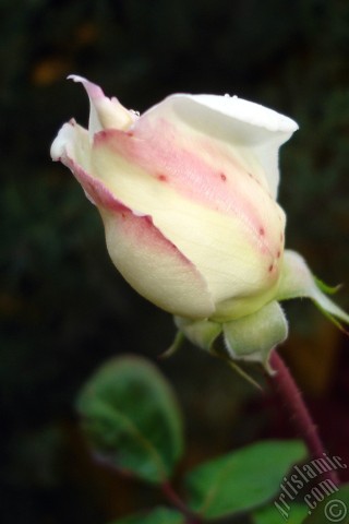 A mobile wallpaper and MMS picture for Apple iPhone 7s, 6s, 5s, 4s, Plus, iPods, iPads, New iPads, Samsung Galaxy S Series and Notes, Sony Ericsson Xperia, LG Mobile Phones, Tablets and Devices: Variegated (mottled) rose photo.
