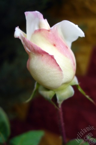 A mobile wallpaper and MMS picture for Apple iPhone 7s, 6s, 5s, 4s, Plus, iPods, iPads, New iPads, Samsung Galaxy S Series and Notes, Sony Ericsson Xperia, LG Mobile Phones, Tablets and Devices: Variegated (mottled) rose photo.
