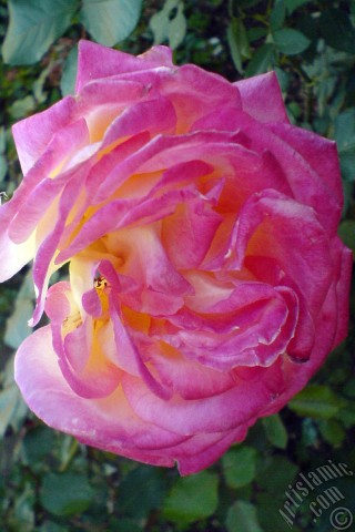 A mobile wallpaper and MMS picture for Apple iPhone 7s, 6s, 5s, 4s, Plus, iPods, iPads, New iPads, Samsung Galaxy S Series and Notes, Sony Ericsson Xperia, LG Mobile Phones, Tablets and Devices: Variegated (mottled) rose photo.
