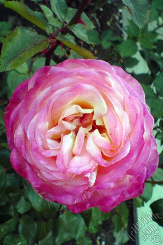 A mobile wallpaper and MMS picture for Apple iPhone 7s, 6s, 5s, 4s, Plus, iPods, iPads, New iPads, Samsung Galaxy S Series and Notes, Sony Ericsson Xperia, LG Mobile Phones, Tablets and Devices: Variegated (mottled) rose photo.
