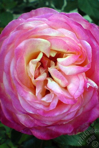 A mobile wallpaper and MMS picture for Apple iPhone 7s, 6s, 5s, 4s, Plus, iPods, iPads, New iPads, Samsung Galaxy S Series and Notes, Sony Ericsson Xperia, LG Mobile Phones, Tablets and Devices: Variegated (mottled) rose photo.
