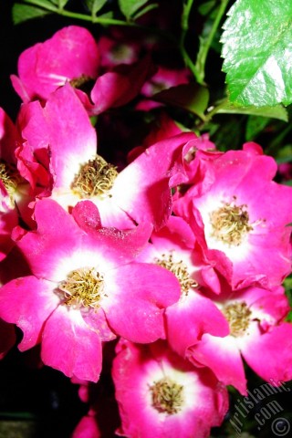 A mobile wallpaper and MMS picture for Apple iPhone 7s, 6s, 5s, 4s, Plus, iPods, iPads, New iPads, Samsung Galaxy S Series and Notes, Sony Ericsson Xperia, LG Mobile Phones, Tablets and Devices: Variegated (mottled) rose photo.
