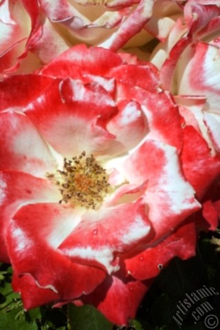 A mobile wallpaper and MMS picture for Apple iPhone 7s, 6s, 5s, 4s, Plus, iPods, iPads, New iPads, Samsung Galaxy S Series and Notes, Sony Ericsson Xperia, LG Mobile Phones, Tablets and Devices: Variegated (mottled) rose photo.
