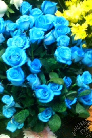 A mobile wallpaper and MMS picture for Apple iPhone 7s, 6s, 5s, 4s, Plus, iPods, iPads, New iPads, Samsung Galaxy S Series and Notes, Sony Ericsson Xperia, LG Mobile Phones, Tablets and Devices: Mixed Color rose photo.
