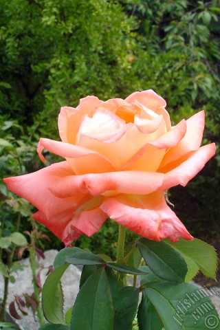 A mobile wallpaper and MMS picture for Apple iPhone 7s, 6s, 5s, 4s, Plus, iPods, iPads, New iPads, Samsung Galaxy S Series and Notes, Sony Ericsson Xperia, LG Mobile Phones, Tablets and Devices: Salmon Color rose photo.
