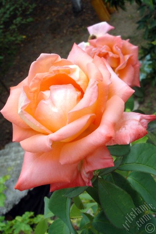 A mobile wallpaper and MMS picture for Apple iPhone 7s, 6s, 5s, 4s, Plus, iPods, iPads, New iPads, Samsung Galaxy S Series and Notes, Sony Ericsson Xperia, LG Mobile Phones, Tablets and Devices: Salmon Color rose photo.
