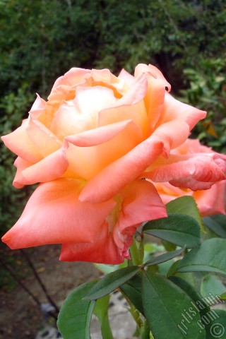 A mobile wallpaper and MMS picture for Apple iPhone 7s, 6s, 5s, 4s, Plus, iPods, iPads, New iPads, Samsung Galaxy S Series and Notes, Sony Ericsson Xperia, LG Mobile Phones, Tablets and Devices: Salmon Color rose photo.
