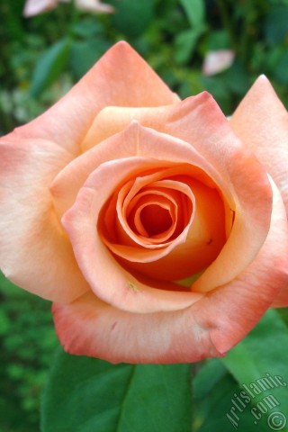 A mobile wallpaper and MMS picture for Apple iPhone 7s, 6s, 5s, 4s, Plus, iPods, iPads, New iPads, Samsung Galaxy S Series and Notes, Sony Ericsson Xperia, LG Mobile Phones, Tablets and Devices: Salmon Color rose photo.
