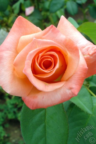 A mobile wallpaper and MMS picture for Apple iPhone 7s, 6s, 5s, 4s, Plus, iPods, iPads, New iPads, Samsung Galaxy S Series and Notes, Sony Ericsson Xperia, LG Mobile Phones, Tablets and Devices: Salmon Color rose photo.
