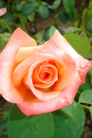 A mobile wallpaper and MMS picture for Apple iPhone 7s, 6s, 5s, 4s, Plus, iPods, iPads, New iPads, Samsung Galaxy S Series and Notes, Sony Ericsson Xperia, LG Mobile Phones, Tablets and Devices: Salmon Color rose photo.
