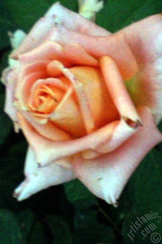 A mobile wallpaper and MMS picture for Apple iPhone 7s, 6s, 5s, 4s, Plus, iPods, iPads, New iPads, Samsung Galaxy S Series and Notes, Sony Ericsson Xperia, LG Mobile Phones, Tablets and Devices: Salmon Color rose photo.
