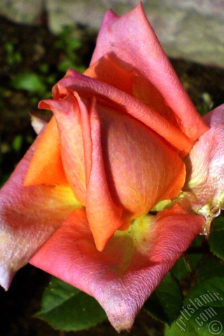 A mobile wallpaper and MMS picture for Apple iPhone 7s, 6s, 5s, 4s, Plus, iPods, iPads, New iPads, Samsung Galaxy S Series and Notes, Sony Ericsson Xperia, LG Mobile Phones, Tablets and Devices: Salmon Color rose photo.
