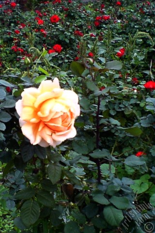 A mobile wallpaper and MMS picture for Apple iPhone 7s, 6s, 5s, 4s, Plus, iPods, iPads, New iPads, Samsung Galaxy S Series and Notes, Sony Ericsson Xperia, LG Mobile Phones, Tablets and Devices: Salmon Color rose photo.
