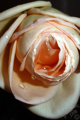 A mobile wallpaper and MMS picture for Apple iPhone 7s, 6s, 5s, 4s, Plus, iPods, iPads, New iPads, Samsung Galaxy S Series and Notes, Sony Ericsson Xperia, LG Mobile Phones, Tablets and Devices: Salmon Color rose photo.
