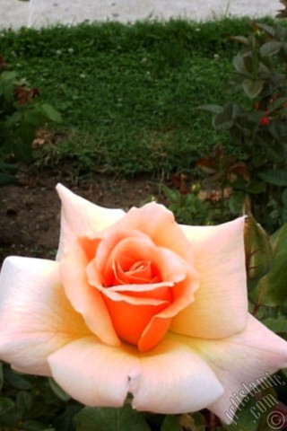 A mobile wallpaper and MMS picture for Apple iPhone 7s, 6s, 5s, 4s, Plus, iPods, iPads, New iPads, Samsung Galaxy S Series and Notes, Sony Ericsson Xperia, LG Mobile Phones, Tablets and Devices: Salmon Color rose photo.
