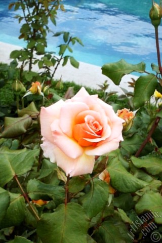 A mobile wallpaper and MMS picture for Apple iPhone 7s, 6s, 5s, 4s, Plus, iPods, iPads, New iPads, Samsung Galaxy S Series and Notes, Sony Ericsson Xperia, LG Mobile Phones, Tablets and Devices: Salmon Color rose photo.
