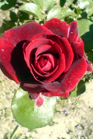 A mobile wallpaper and MMS picture for Apple iPhone 7s, 6s, 5s, 4s, Plus, iPods, iPads, New iPads, Samsung Galaxy S Series and Notes, Sony Ericsson Xperia, LG Mobile Phones, Tablets and Devices: Burgundy Color rose photo.
