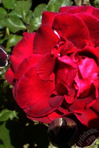 A mobile wallpaper and MMS picture for Apple iPhone 7s, 6s, 5s, 4s, Plus, iPods, iPads, New iPads, Samsung Galaxy S Series and Notes, Sony Ericsson Xperia, LG Mobile Phones, Tablets and Devices: Burgundy Color rose photo.
