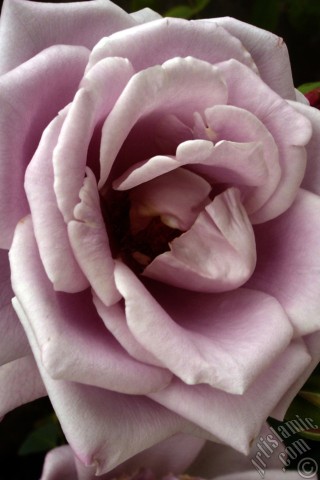 A mobile wallpaper and MMS picture for Apple iPhone 7s, 6s, 5s, 4s, Plus, iPods, iPads, New iPads, Samsung Galaxy S Series and Notes, Sony Ericsson Xperia, LG Mobile Phones, Tablets and Devices: Lilac-color (lavender) rose photo.
