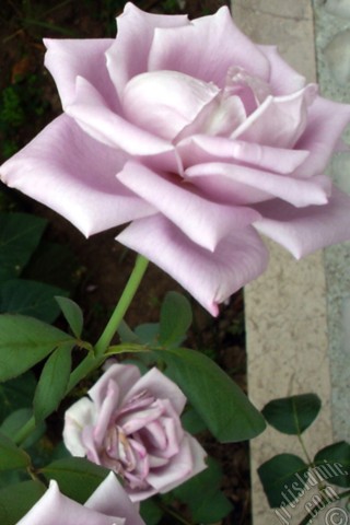 A mobile wallpaper and MMS picture for Apple iPhone 7s, 6s, 5s, 4s, Plus, iPods, iPads, New iPads, Samsung Galaxy S Series and Notes, Sony Ericsson Xperia, LG Mobile Phones, Tablets and Devices: Lilac-color (lavender) rose photo.
