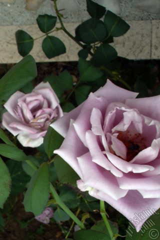 A mobile wallpaper and MMS picture for Apple iPhone 7s, 6s, 5s, 4s, Plus, iPods, iPads, New iPads, Samsung Galaxy S Series and Notes, Sony Ericsson Xperia, LG Mobile Phones, Tablets and Devices: Lilac-color (lavender) rose photo.
