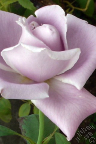 A mobile wallpaper and MMS picture for Apple iPhone 7s, 6s, 5s, 4s, Plus, iPods, iPads, New iPads, Samsung Galaxy S Series and Notes, Sony Ericsson Xperia, LG Mobile Phones, Tablets and Devices: Lilac-color (lavender) rose photo.
