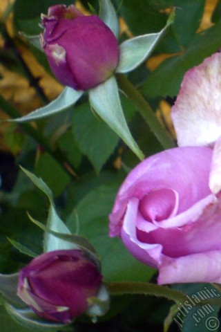 A mobile wallpaper and MMS picture for Apple iPhone 7s, 6s, 5s, 4s, Plus, iPods, iPads, New iPads, Samsung Galaxy S Series and Notes, Sony Ericsson Xperia, LG Mobile Phones, Tablets and Devices: Lilac-color (lavender) rose photo.
