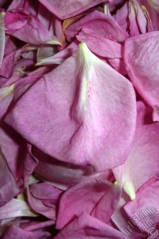 A mobile wallpaper and MMS picture for Apple iPhone 7s, 6s, 5s, 4s, Plus, iPods, iPads, New iPads, Samsung Galaxy S Series and Notes, Sony Ericsson Xperia, LG Mobile Phones, Tablets and Devices: Rose leaves.
