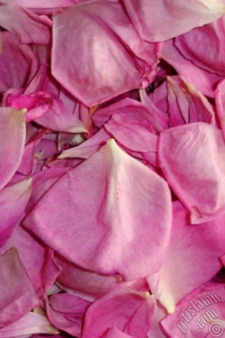 A mobile wallpaper and MMS picture for Apple iPhone 7s, 6s, 5s, 4s, Plus, iPods, iPads, New iPads, Samsung Galaxy S Series and Notes, Sony Ericsson Xperia, LG Mobile Phones, Tablets and Devices: Rose leaves.
