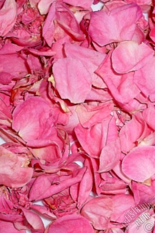 A mobile wallpaper and MMS picture for Apple iPhone 7s, 6s, 5s, 4s, Plus, iPods, iPads, New iPads, Samsung Galaxy S Series and Notes, Sony Ericsson Xperia, LG Mobile Phones, Tablets and Devices: Rose leaves.
