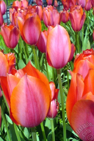 A mobile wallpaper and MMS picture for Apple iPhone 7s, 6s, 5s, 4s, Plus, iPods, iPads, New iPads, Samsung Galaxy S Series and Notes, Sony Ericsson Xperia, LG Mobile Phones, Tablets and Devices: Red Turkish-Ottoman Tulip photo.
