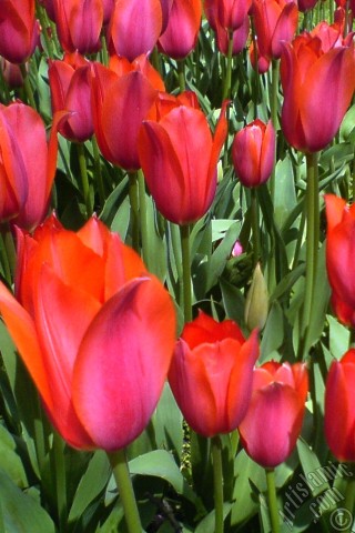 A mobile wallpaper and MMS picture for Apple iPhone 7s, 6s, 5s, 4s, Plus, iPods, iPads, New iPads, Samsung Galaxy S Series and Notes, Sony Ericsson Xperia, LG Mobile Phones, Tablets and Devices: Red Turkish-Ottoman Tulip photo.
