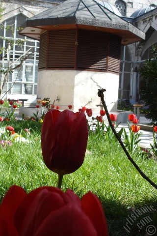 A mobile wallpaper and MMS picture for Apple iPhone 7s, 6s, 5s, 4s, Plus, iPods, iPads, New iPads, Samsung Galaxy S Series and Notes, Sony Ericsson Xperia, LG Mobile Phones, Tablets and Devices: Red Turkish-Ottoman Tulip photo.
