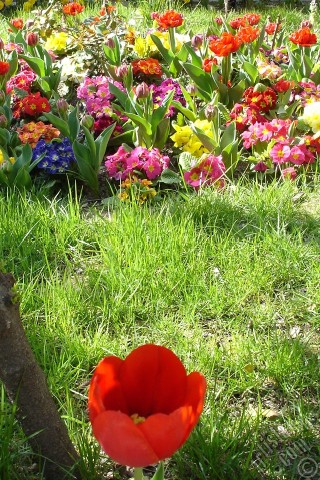 A mobile wallpaper and MMS picture for Apple iPhone 7s, 6s, 5s, 4s, Plus, iPods, iPads, New iPads, Samsung Galaxy S Series and Notes, Sony Ericsson Xperia, LG Mobile Phones, Tablets and Devices: Red Turkish-Ottoman Tulip photo.
