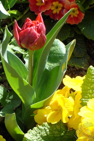 A mobile wallpaper and MMS picture for Apple iPhone 7s, 6s, 5s, 4s, Plus, iPods, iPads, New iPads, Samsung Galaxy S Series and Notes, Sony Ericsson Xperia, LG Mobile Phones, Tablets and Devices: Red Turkish-Ottoman Tulip photo.
