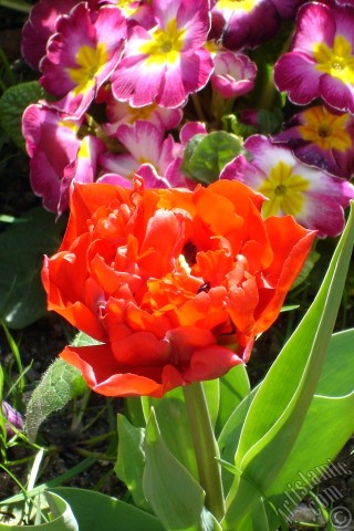 A mobile wallpaper and MMS picture for Apple iPhone 7s, 6s, 5s, 4s, Plus, iPods, iPads, New iPads, Samsung Galaxy S Series and Notes, Sony Ericsson Xperia, LG Mobile Phones, Tablets and Devices: Red Turkish-Ottoman Tulip photo.
