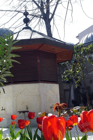 A mobile wallpaper and MMS picture for Apple iPhone 7s, 6s, 5s, 4s, Plus, iPods, iPads, New iPads, Samsung Galaxy S Series and Notes, Sony Ericsson Xperia, LG Mobile Phones, Tablets and Devices: Red Turkish-Ottoman Tulip photo.
