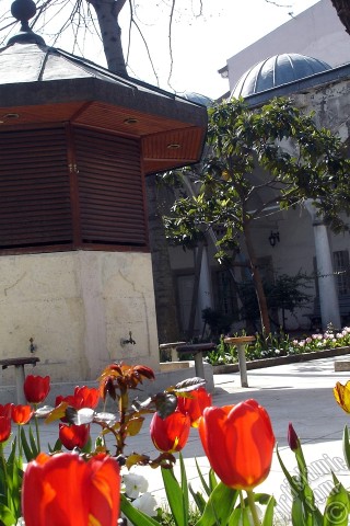 A mobile wallpaper and MMS picture for Apple iPhone 7s, 6s, 5s, 4s, Plus, iPods, iPads, New iPads, Samsung Galaxy S Series and Notes, Sony Ericsson Xperia, LG Mobile Phones, Tablets and Devices: Red Turkish-Ottoman Tulip photo.
