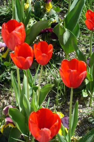 A mobile wallpaper and MMS picture for Apple iPhone 7s, 6s, 5s, 4s, Plus, iPods, iPads, New iPads, Samsung Galaxy S Series and Notes, Sony Ericsson Xperia, LG Mobile Phones, Tablets and Devices: Red Turkish-Ottoman Tulip photo.
