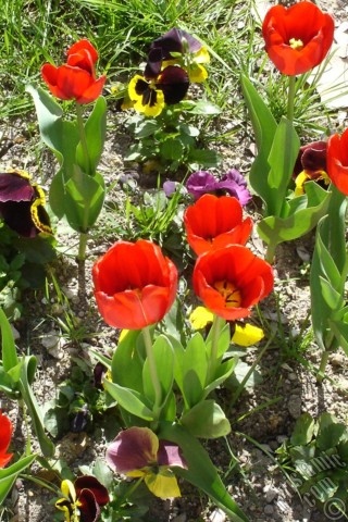 A mobile wallpaper and MMS picture for Apple iPhone 7s, 6s, 5s, 4s, Plus, iPods, iPads, New iPads, Samsung Galaxy S Series and Notes, Sony Ericsson Xperia, LG Mobile Phones, Tablets and Devices: Red Turkish-Ottoman Tulip photo.
