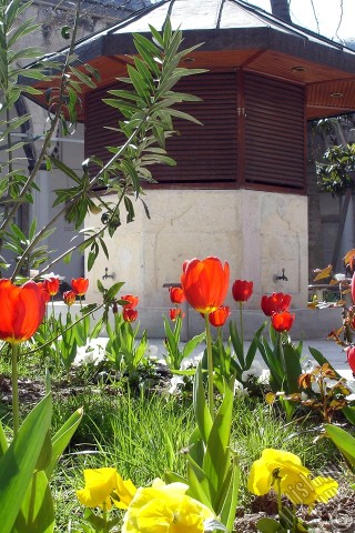 A mobile wallpaper and MMS picture for Apple iPhone 7s, 6s, 5s, 4s, Plus, iPods, iPads, New iPads, Samsung Galaxy S Series and Notes, Sony Ericsson Xperia, LG Mobile Phones, Tablets and Devices: Red Turkish-Ottoman Tulip photo.
