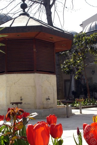 A mobile wallpaper and MMS picture for Apple iPhone 7s, 6s, 5s, 4s, Plus, iPods, iPads, New iPads, Samsung Galaxy S Series and Notes, Sony Ericsson Xperia, LG Mobile Phones, Tablets and Devices: Red Turkish-Ottoman Tulip photo.
