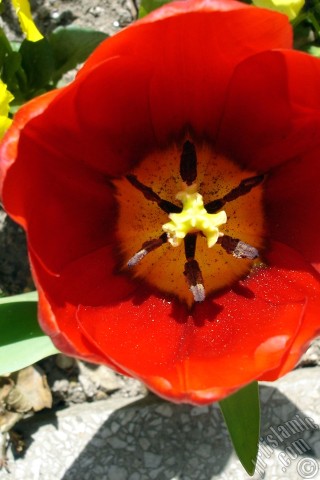 A mobile wallpaper and MMS picture for Apple iPhone 7s, 6s, 5s, 4s, Plus, iPods, iPads, New iPads, Samsung Galaxy S Series and Notes, Sony Ericsson Xperia, LG Mobile Phones, Tablets and Devices: Red Turkish-Ottoman Tulip photo.
