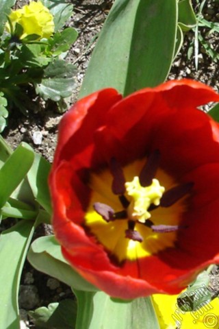 A mobile wallpaper and MMS picture for Apple iPhone 7s, 6s, 5s, 4s, Plus, iPods, iPads, New iPads, Samsung Galaxy S Series and Notes, Sony Ericsson Xperia, LG Mobile Phones, Tablets and Devices: Red Turkish-Ottoman Tulip photo.
