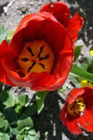 A mobile wallpaper and MMS picture for Apple iPhone 7s, 6s, 5s, 4s, Plus, iPods, iPads, New iPads, Samsung Galaxy S Series and Notes, Sony Ericsson Xperia, LG Mobile Phones, Tablets and Devices: Red Turkish-Ottoman Tulip photo.
