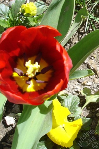 A mobile wallpaper and MMS picture for Apple iPhone 7s, 6s, 5s, 4s, Plus, iPods, iPads, New iPads, Samsung Galaxy S Series and Notes, Sony Ericsson Xperia, LG Mobile Phones, Tablets and Devices: Red Turkish-Ottoman Tulip photo.
