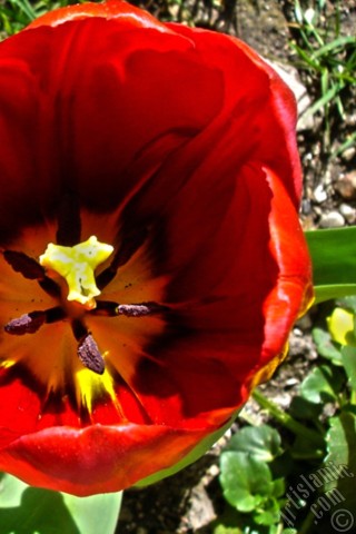 A mobile wallpaper and MMS picture for Apple iPhone 7s, 6s, 5s, 4s, Plus, iPods, iPads, New iPads, Samsung Galaxy S Series and Notes, Sony Ericsson Xperia, LG Mobile Phones, Tablets and Devices: Red Turkish-Ottoman Tulip photo.
