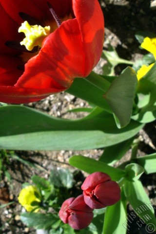 A mobile wallpaper and MMS picture for Apple iPhone 7s, 6s, 5s, 4s, Plus, iPods, iPads, New iPads, Samsung Galaxy S Series and Notes, Sony Ericsson Xperia, LG Mobile Phones, Tablets and Devices: Red Turkish-Ottoman Tulip photo.
